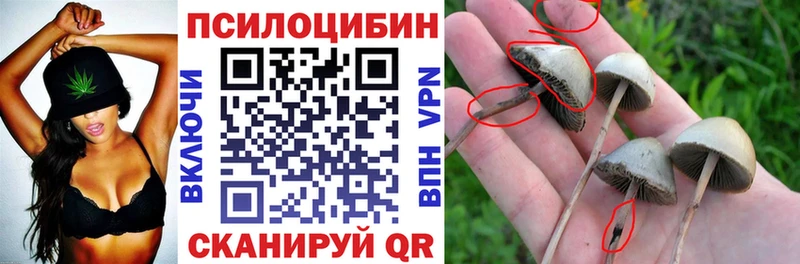 Галлюциногенные грибы Psilocybine cubensis  Железногорск-Илимский 